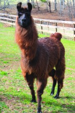 Moore's Pond Farm Velvet the Llama