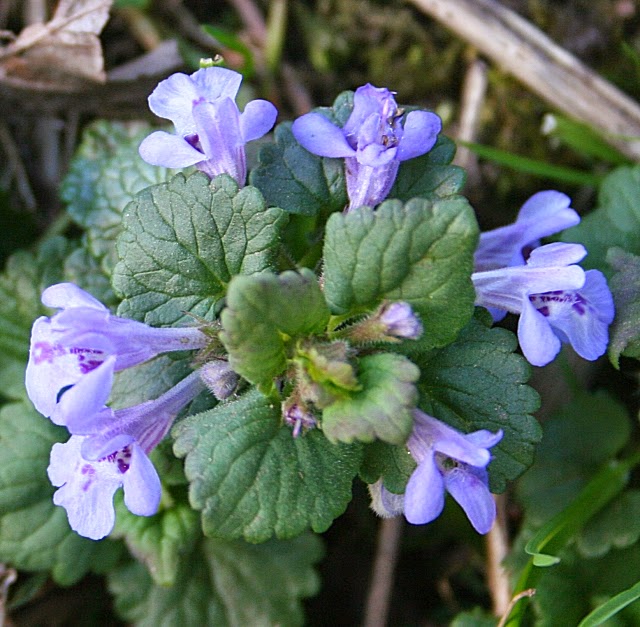 EDIBLES ground ivy flower The Fairview Town Crier